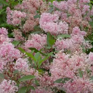 Ceanothus pallidus 'Marie Simon'