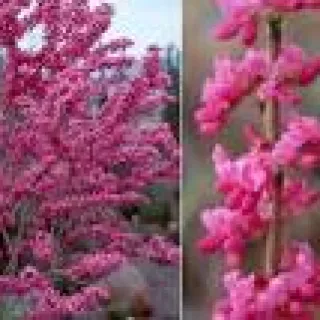 cercis siliqquastrum