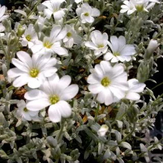 Cerastium tom. columnae