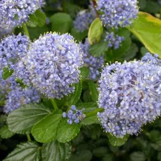 Ceanothus thyrsiflorus repens