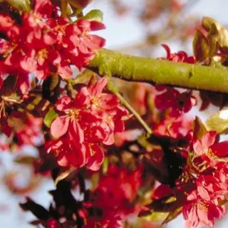 Chaenomeles sup. 'Fire Dance'