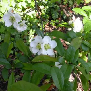 Chaenomeles spec. 'Nivalis' WIT