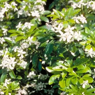 Choisya ternata 'Brica'