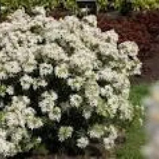 Choisya tern white Dazzler