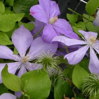 Clematis 'Mrs Cholmondeley'