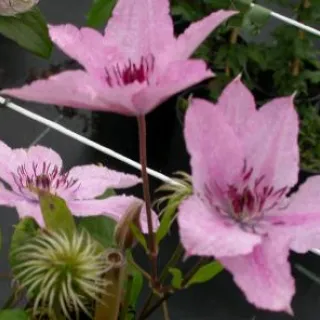 Clematis 'Hagley Hybrid'