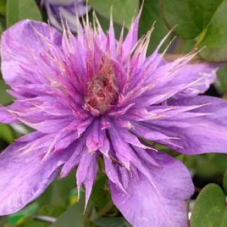 Clematis 'Multi Blue'