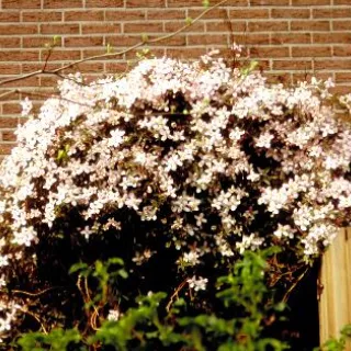 Clematis montana