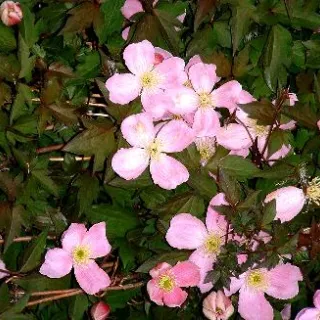 Clematis montana rubens