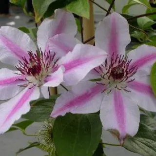 Clematis 'Nelly Moser'