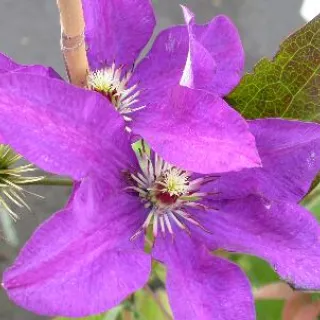 Clematis 'The President'