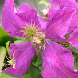 Clematis 'Polish Spirit'
