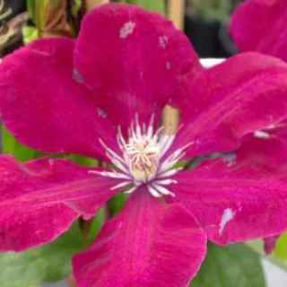 Clematis 'Rouge Cardinal'