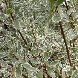 Cornus alba 'Elegantissima'