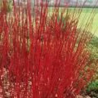 Cornus alba 'Sibirica'