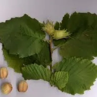 Corylus avellana hazelaar