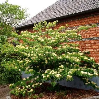 Cornus controversa