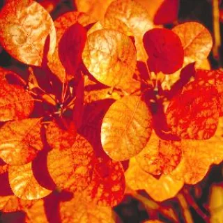 Cotinus cogg. 'Royal Purple'