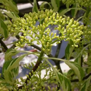 Cornus controversa 'Variegata'