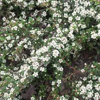 Cotoneaster dammeri
