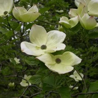 Cornus 'Eddie's White Wonder'