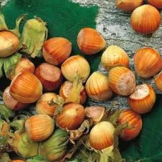 Corylus 'Giant de Halle'