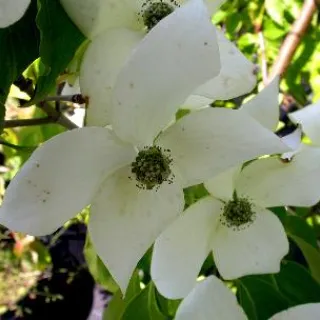 Cornus kousa 'China Girl'