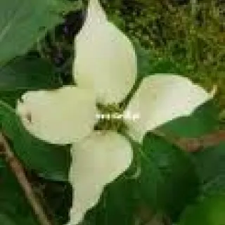 Cornus k. 'empress of china'