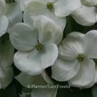 Cornus k 'Kreuzdame'