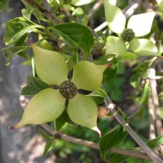 Cornus kousa 'Milky Way'
