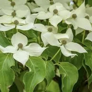 Cornus k Robert select