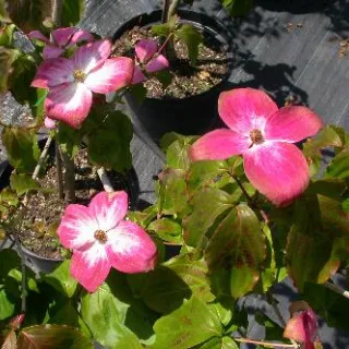 Cornus kousa 'Satomi'
