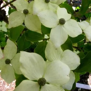 Cornus kousa 'Schmeterling'