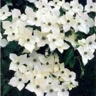 Cornus kousa 'Weisse Fountaine'