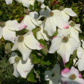 Cornus k 'Weiting Select'