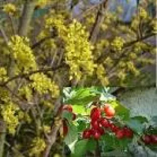 Cornus mas gele kornoel