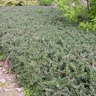 Cotoneaster microphyllus