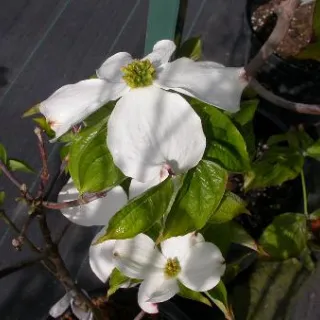 Cornus NORDSTAR