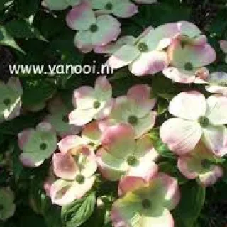 Cornus 'RUTGAN' Stellar Pink