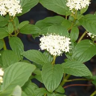 Cornus s 'Flaviramea'