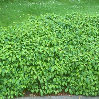 Cornus st. 'Kelsey's Dwarf'