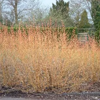 Cornus sang. winter beauty