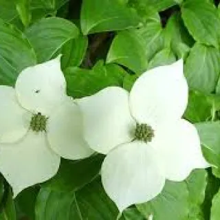 Cornus VENUS