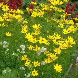 Coreopsis verticillata