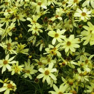 Coreopsis vert. 'Moonbeam'