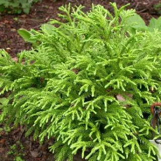 Cryptomeria jap. globosa nana