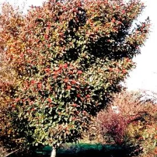 Crataegus lavallei 'Carrierei'