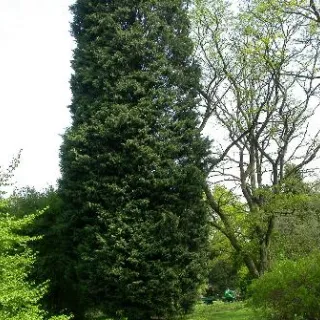 Cupressocyparis leylandii