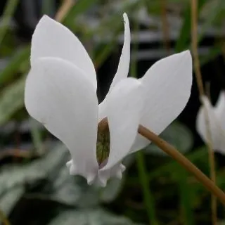 Cyclamen hed. 'Album'