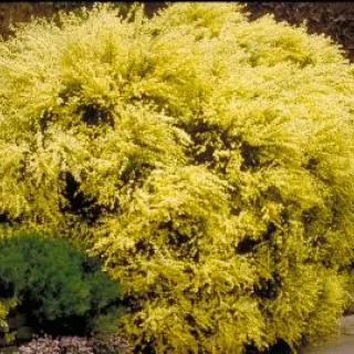 Cytisus praecox 'Allgold'